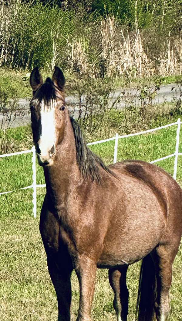 awesome-tennessee-walking-horse