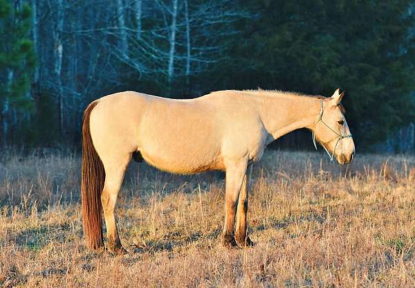 possible-speed-quarter-horse