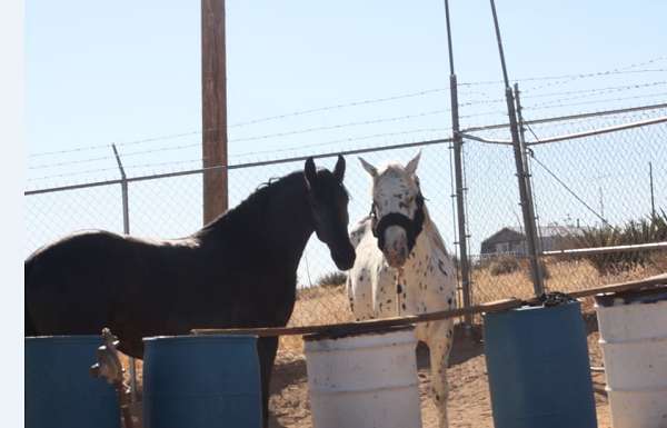 breeding-friesian-horse