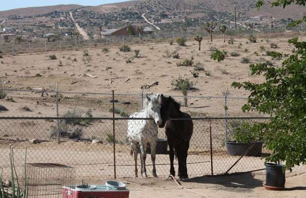 natural-horsemanship-training-friesian-horse