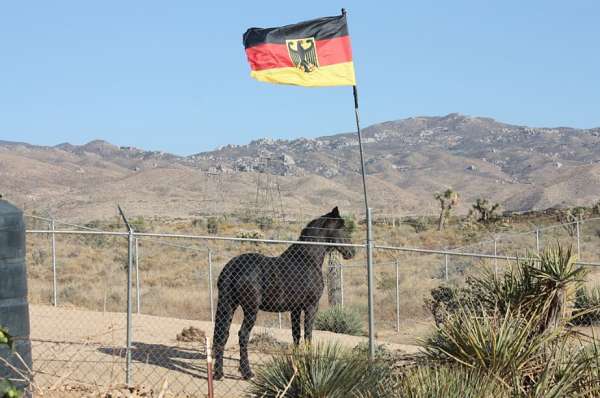 black-friesian-filly