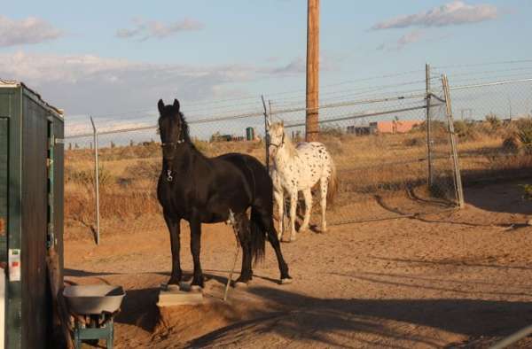 black-natural-horsemanship-training-horse