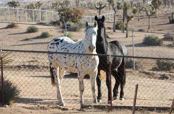 black-trail-horse