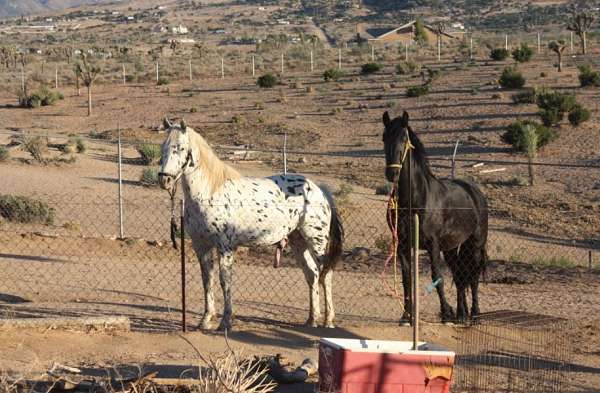 delilah-friesian-horse