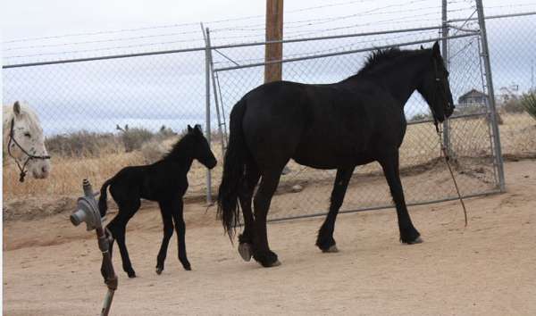 black-natural-horsemanship-training-horse