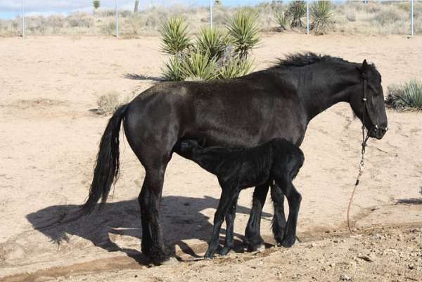 black-trail-horse