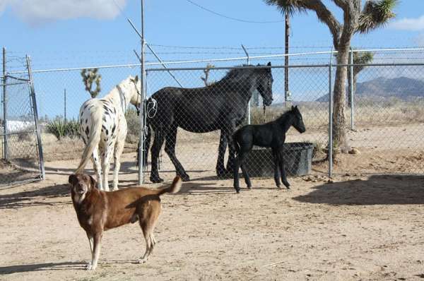 delilah-friesian-horse