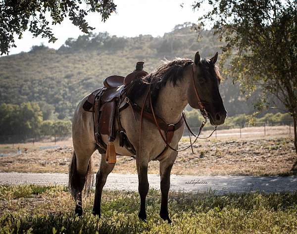 all-around-quarter-horse