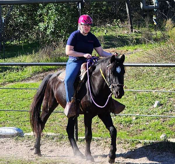 friesian-gelding