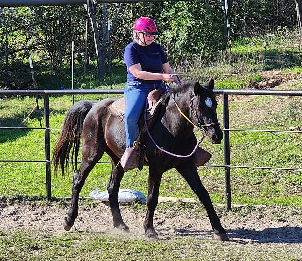 friesian-horse-for-sale