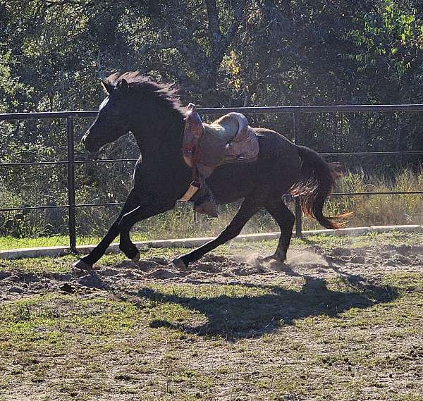 friesian-horse