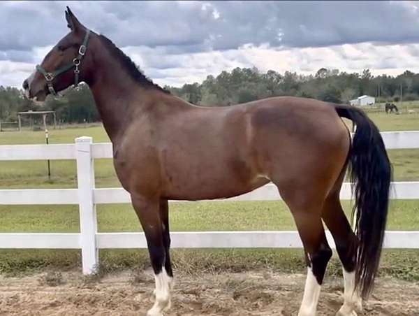 four-socks-blaze-patch-on-belly-horse