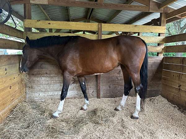 dressage-dutch-warmblood-horse