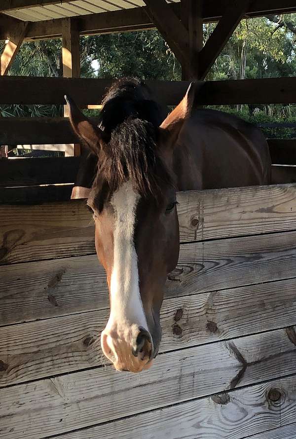 hunter-dutch-warmblood-horse