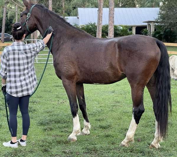 trail-dutch-warmblood-horse