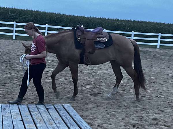 halter-mare-weanling