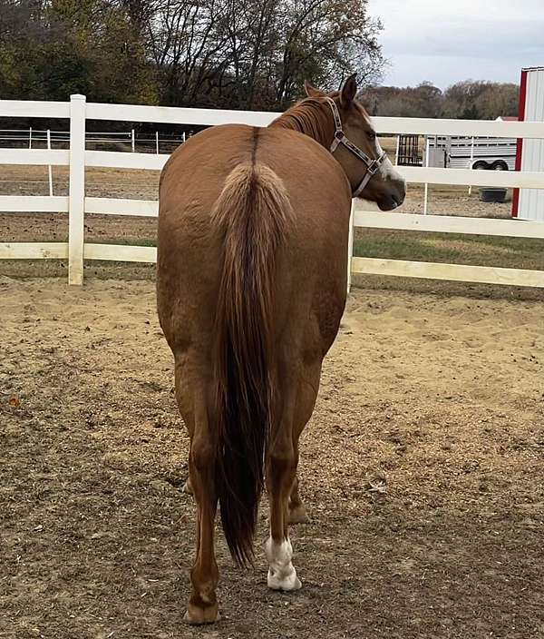 hunter-mare-weanling