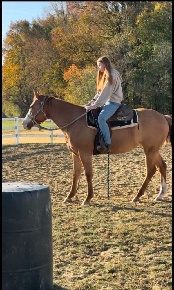 hunter-under-saddle-mare-weanling