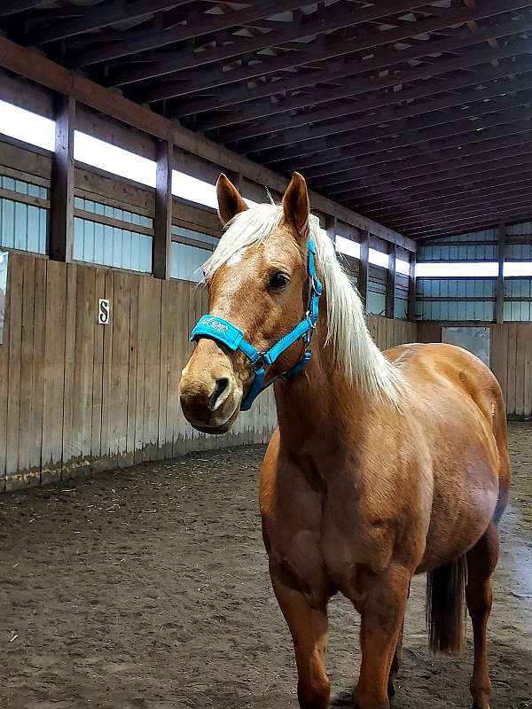 polo-palomino-pony