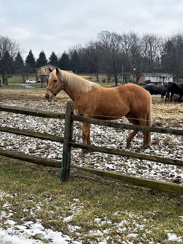 show-jumping-palomino-pony