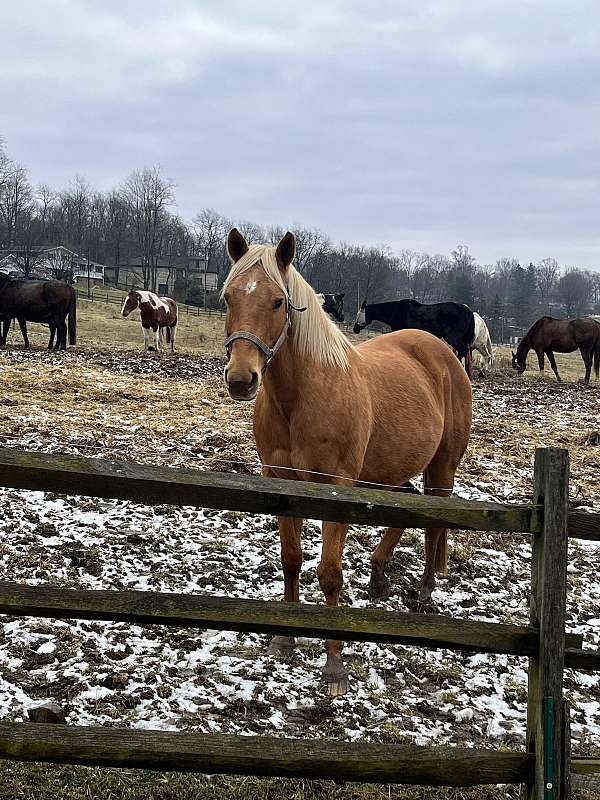 all-around-palomino-pony