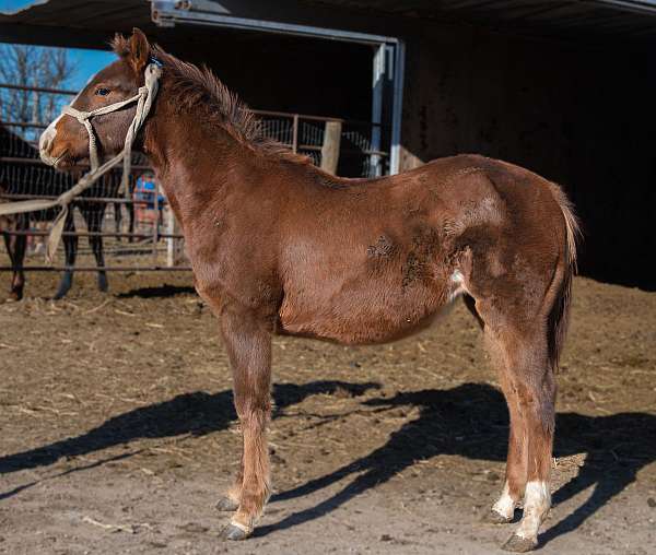 cutting-horse-filly