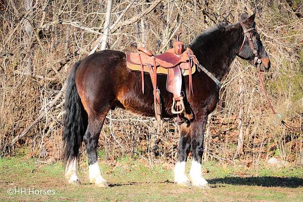 western-dressag-morgan-horse