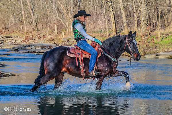 all-around-morgan-horse