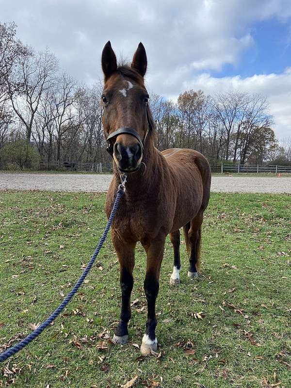 illinois-dressage-dutch-warmblood-horse