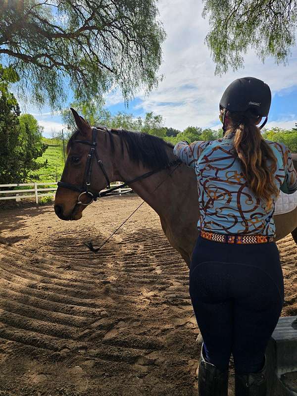 illinois-dressage-horse