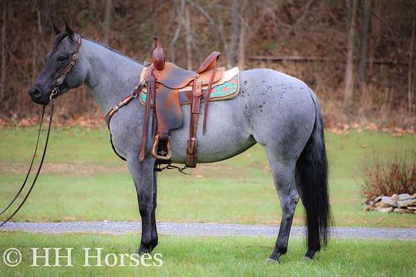 blue-roan-trail-class-compet-horse