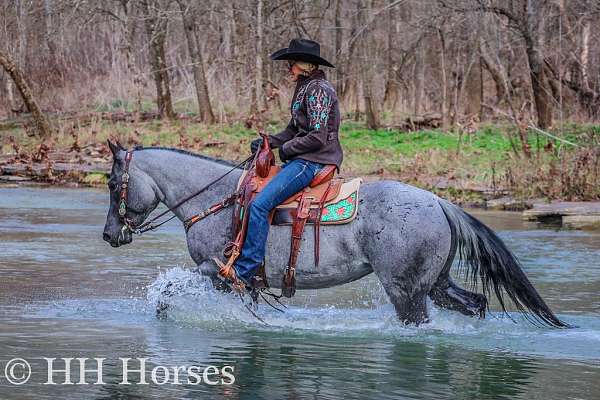 all-around-quarter-horse