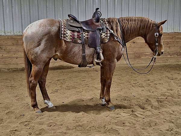 red-roan-from-sock-hind-horse