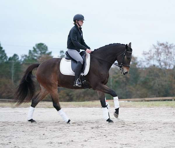 slbr-dressage-horse