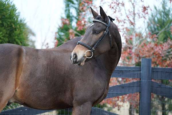 slbr-trakehner-gelding