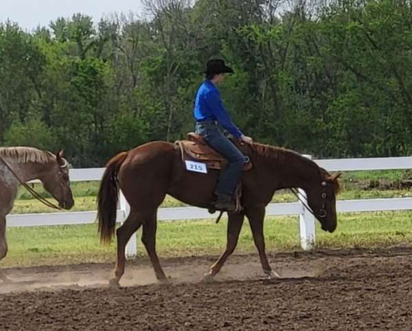 chestnut-paint-weanling