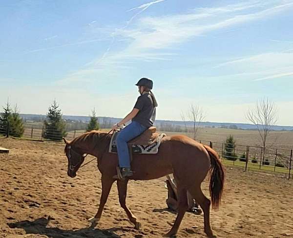 chestnut-apha-weanling