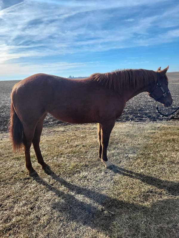 apha-paint-weanling