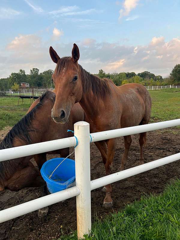 thoroughbred-horse-for-sale