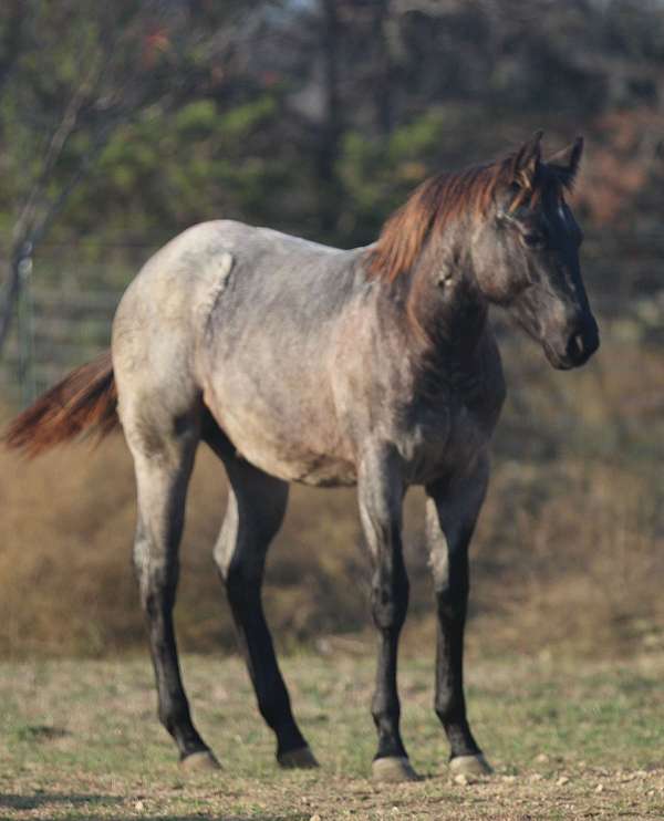 blue-roan-tiny-star-horse