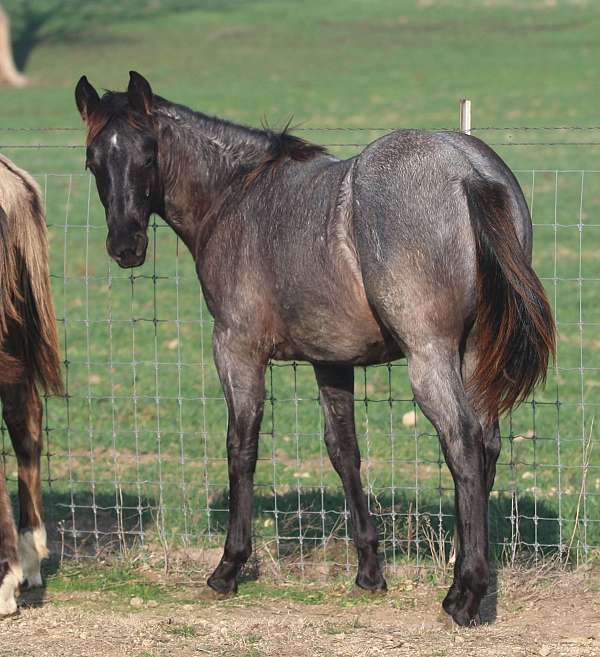 recessive-agouti-quarter-horse