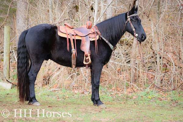 all-around-kentucky-mountain-horse