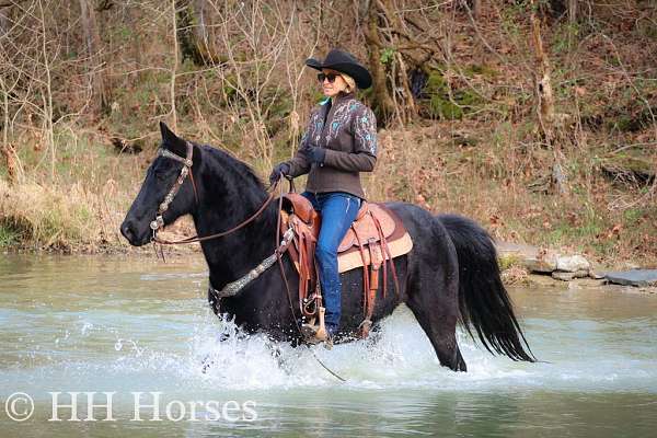 athletic-kentucky-mountain-horse