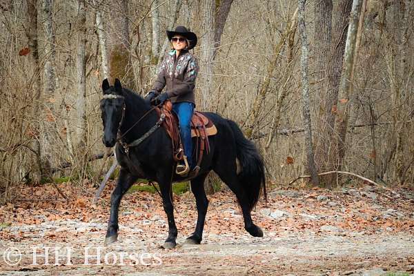 beginner-kentucky-mountain-horse