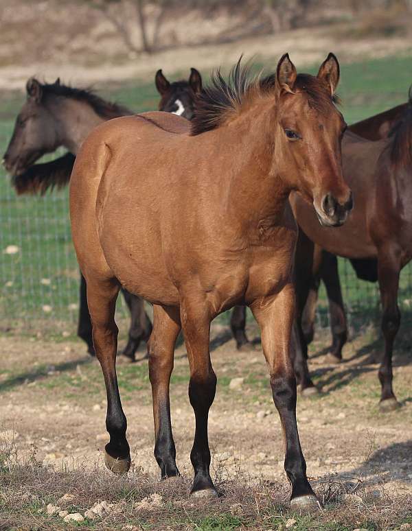 no-white-markings-only-dunfactor-markings-horse