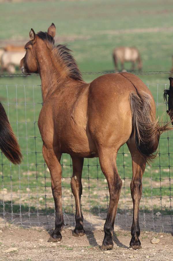 bambi-quarter-horse