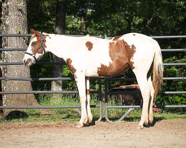 sorrel-tobiano-apha-filly