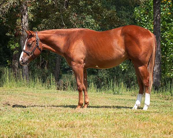 sorrel-overo-gelding-horse