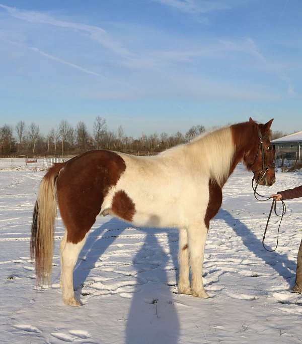 chestnut-overo-spotted-saddle-horse