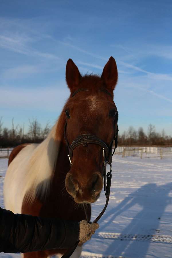 brown-overo-spotted-saddle-horse